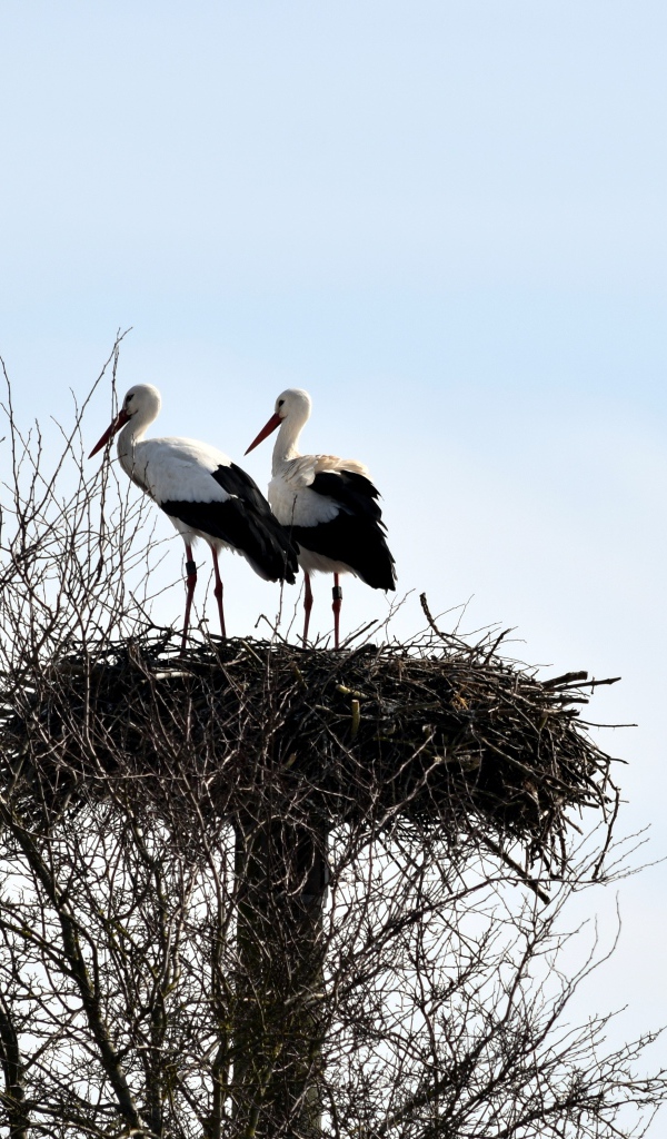 Two storks in a nest on a tree against the sky