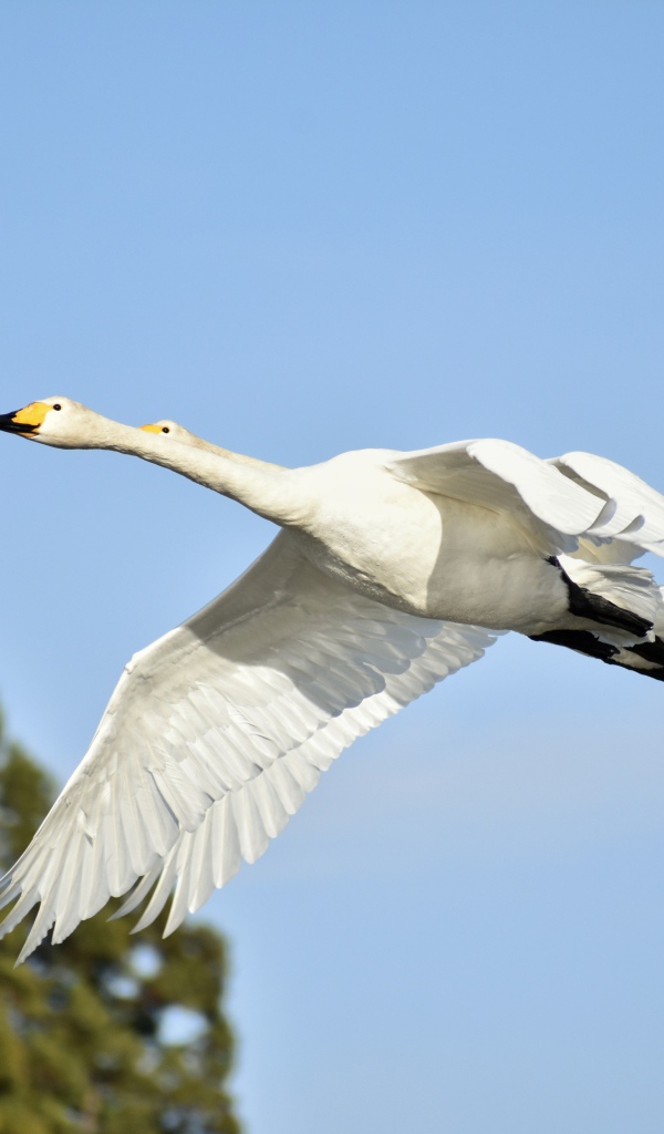 Два белых гуся летят на фоне голубого неба