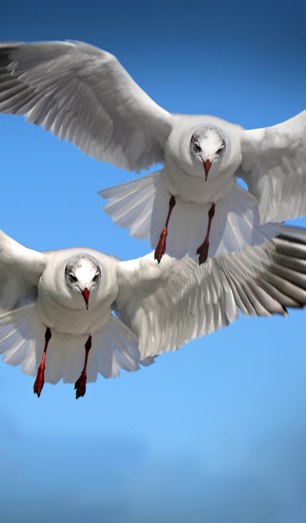 Две белые чайки летят в голубом небе 
