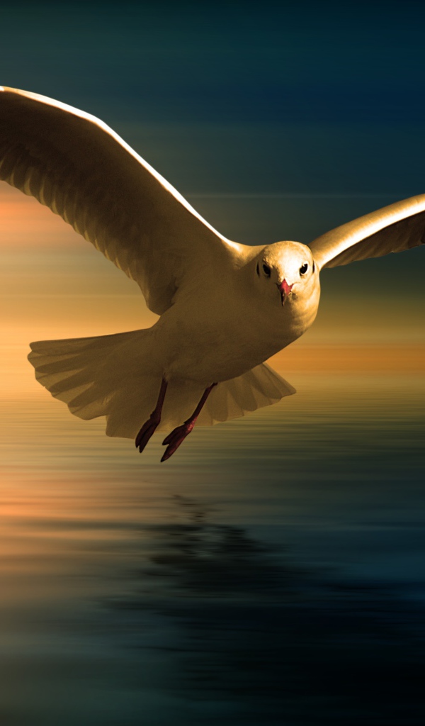 Белая чайка летит над водой на фоне заката