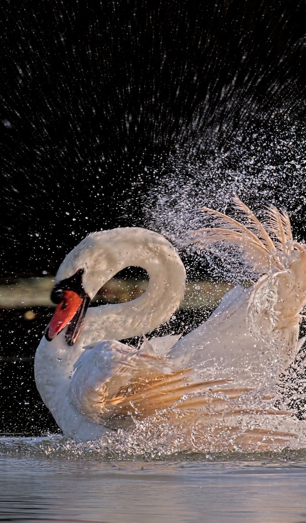 Белый лебедь бьет крыльями в воде 