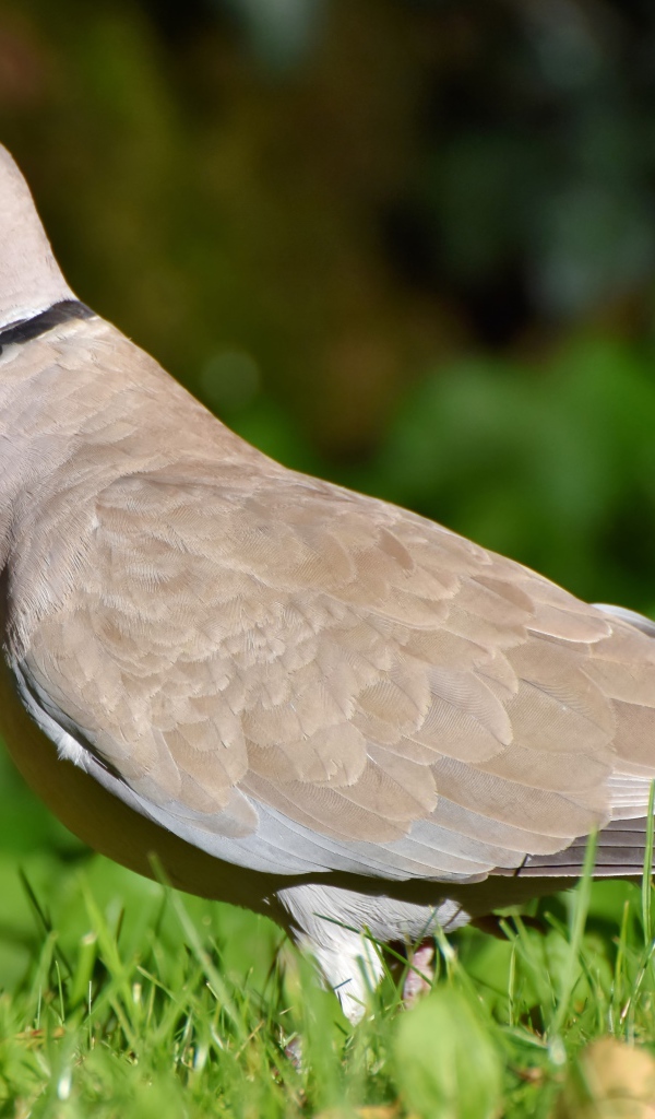 Дикая горлица на зеленой траве