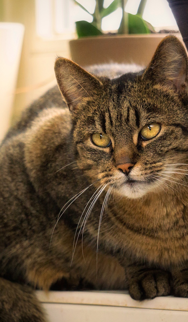 Красивый серый кот сидит на батарее у окна 