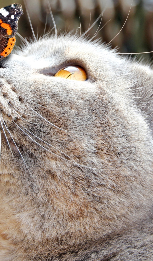 Бабочка сидит на носу у серого кота