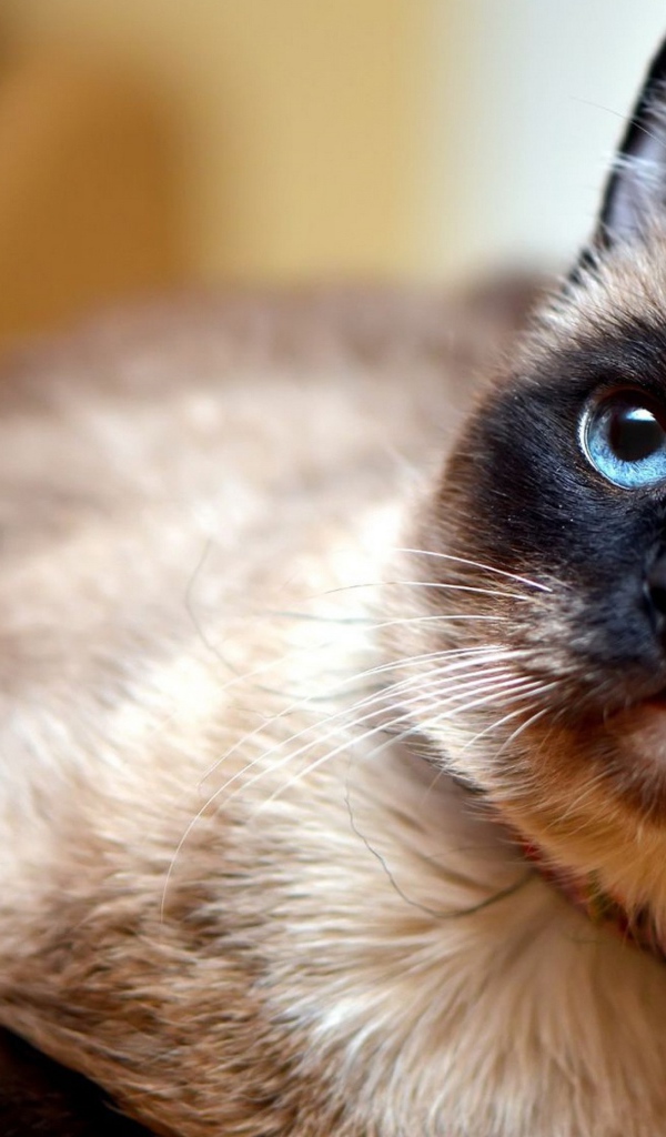 Красивый сиамский голубоглазый кот с ошейником