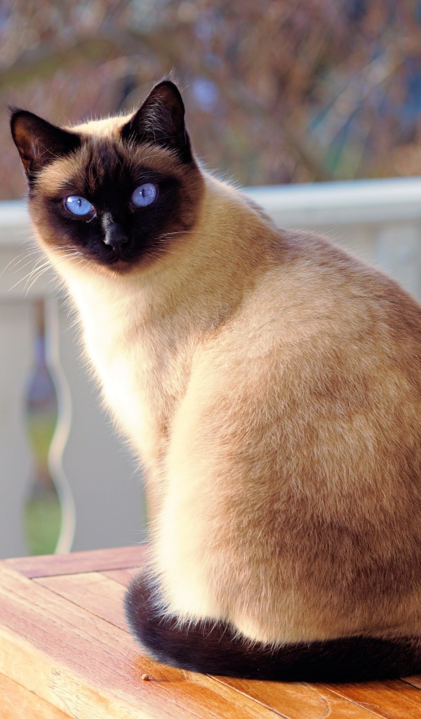 Красивый сиамский кот с голубыми глазами 