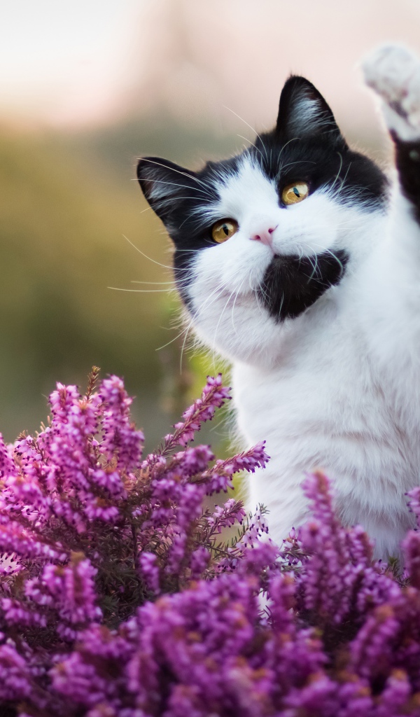 Красивый черно белый кот сидит в розовых цветах