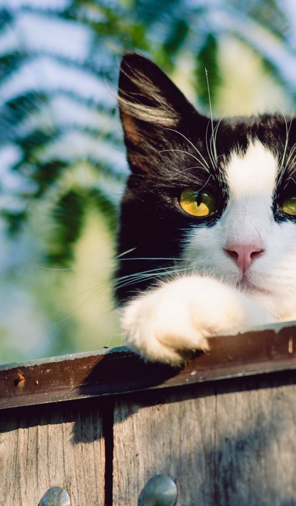 Красивый черно белый кот с желтыми глазами на заборе 