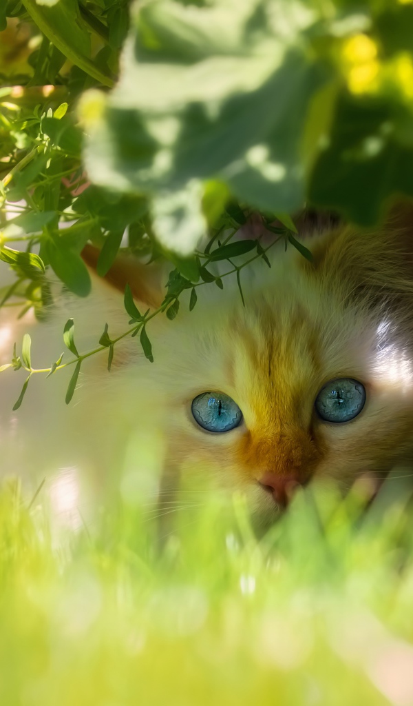 Красивый голубоглазый кот сидит в зеленой траве