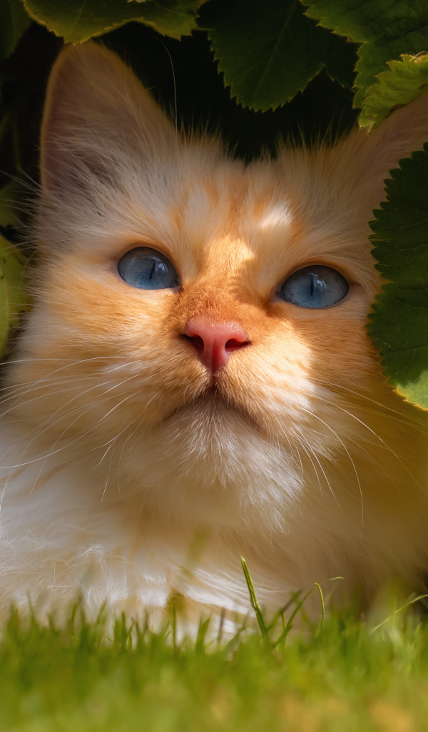 Красивый голубоглазый кот сидит на зеленой траве в зеленых листьях