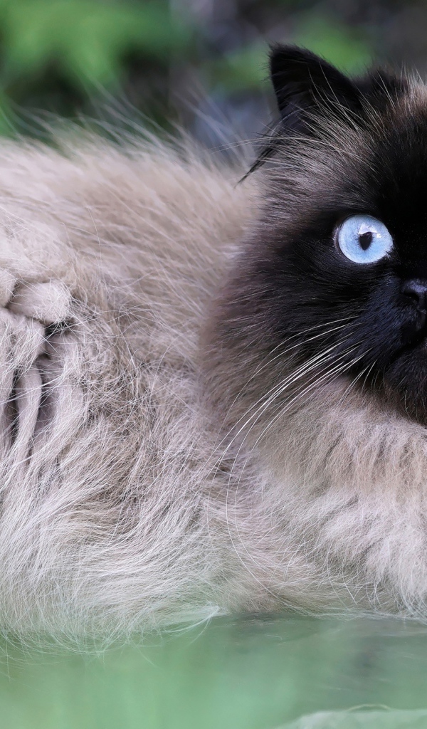 Красивый голубоглазый породистый сиамский кот 