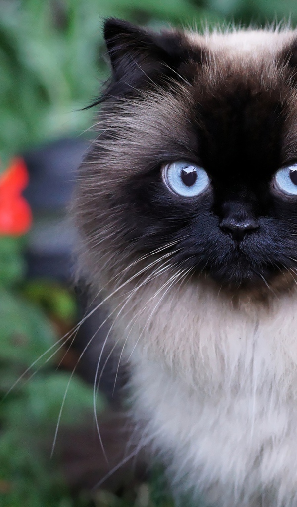 Красивый пушистый голубоглазый кот 