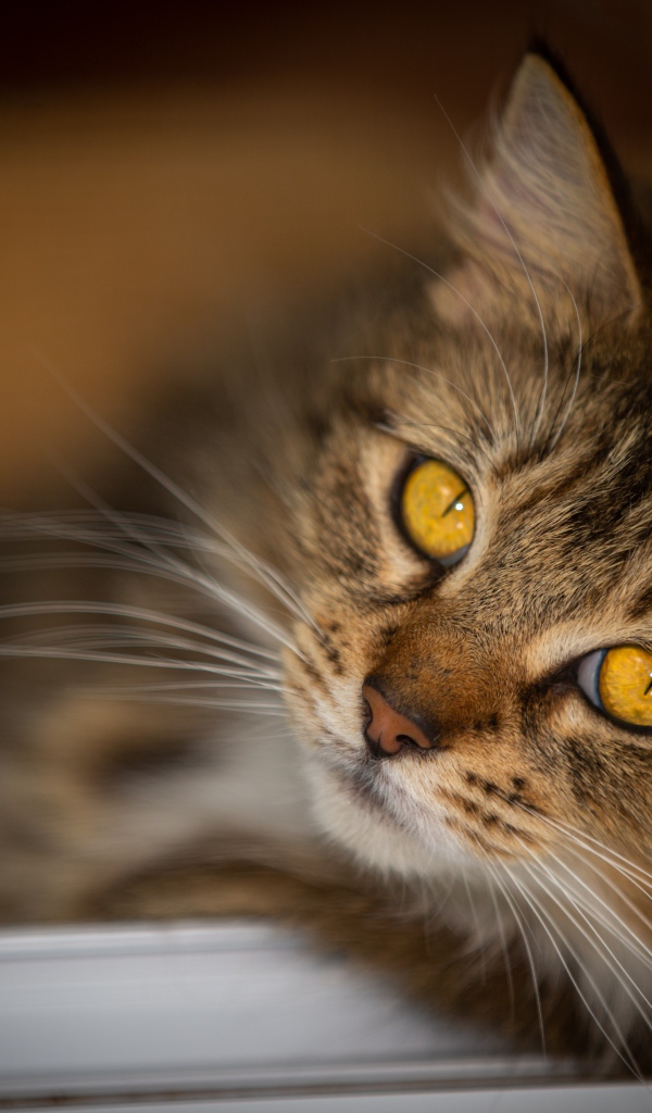 Красивый пушистый серый кот с желтыми глазами