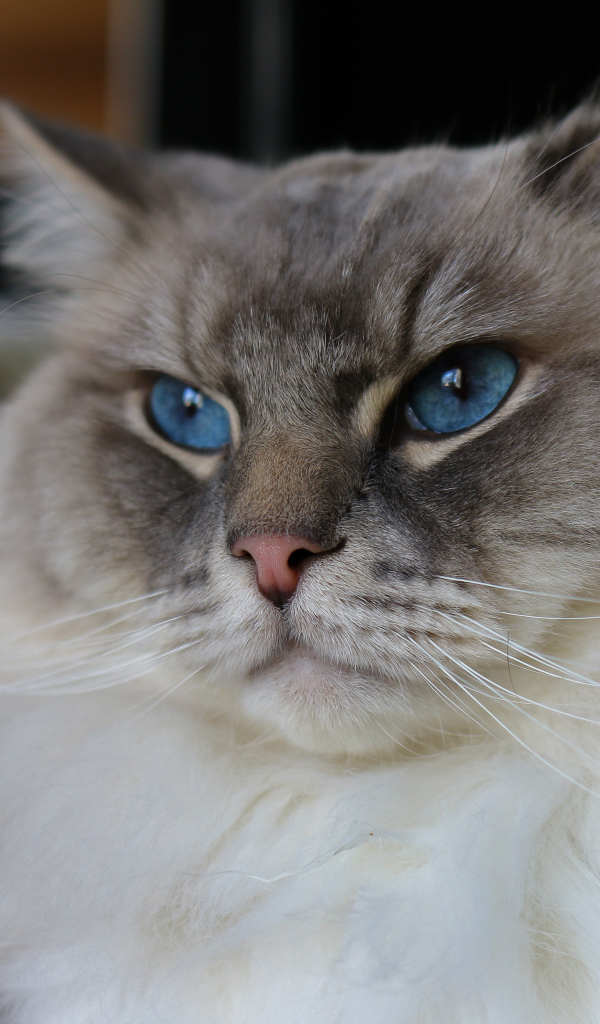 Красивая пушистая породистая кошка с голубыми глазами