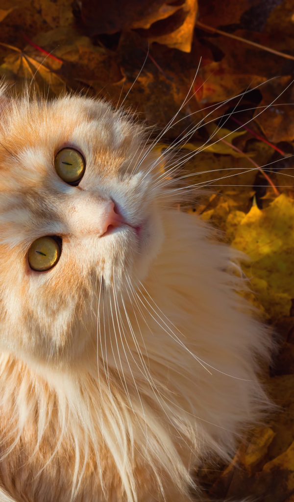 Красивый рыжий кот сидит на желтой опавшей листве