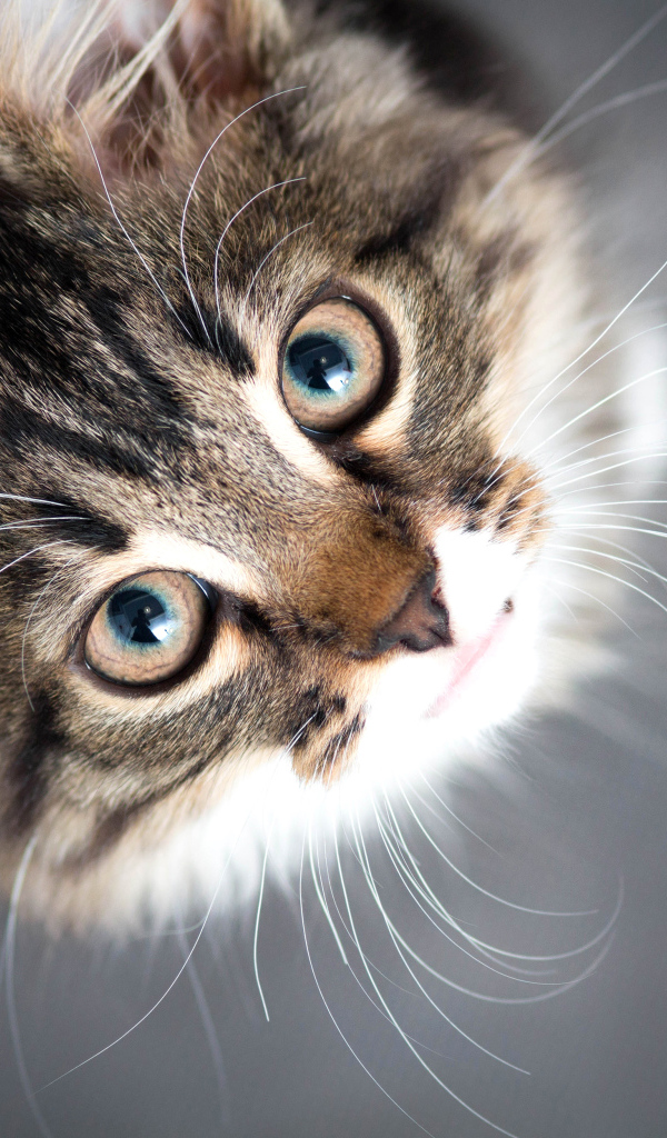 Красивый серый кот смотрит вверх 