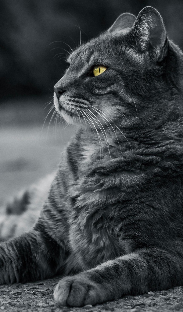 Красивый серый кот с зелеными глазами лежит на асфальте