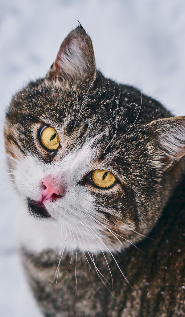 Красивый серый кот с желтыми глазами