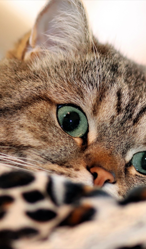 Красивый серый породистый  кот с зелеными глазами лежит на кровати