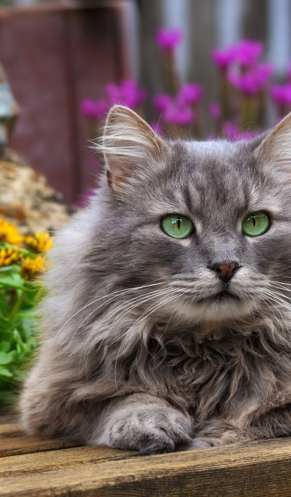 Красивый зеленоглазый кот лежит на деревянной лавке