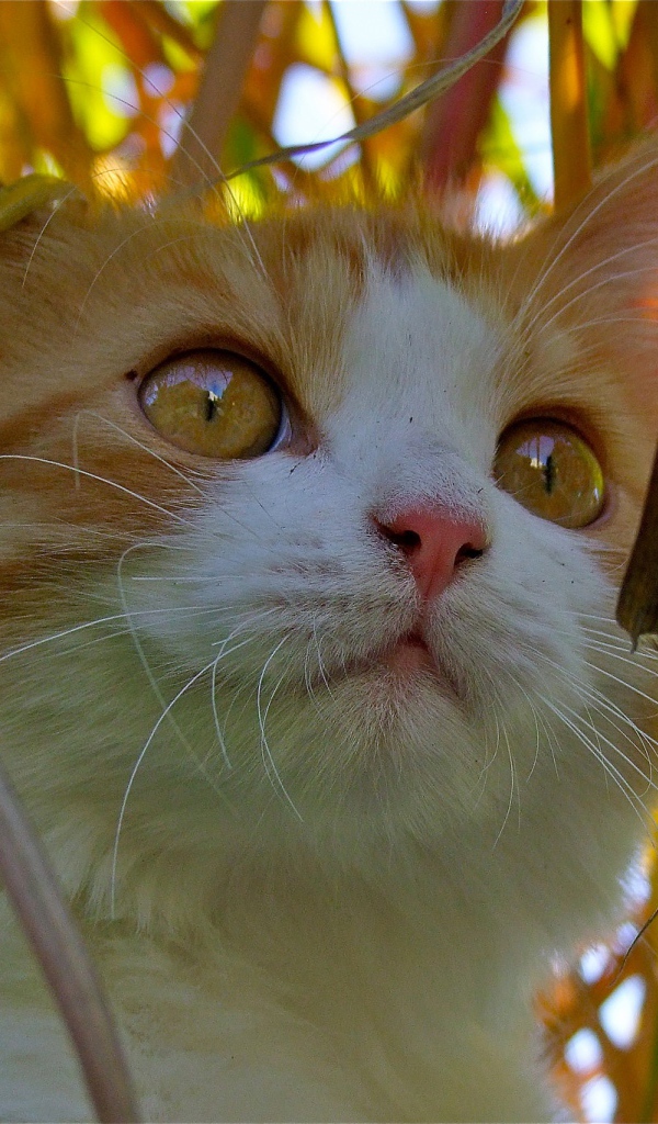 Красивый котенок с желтыми глазами сидит в траве