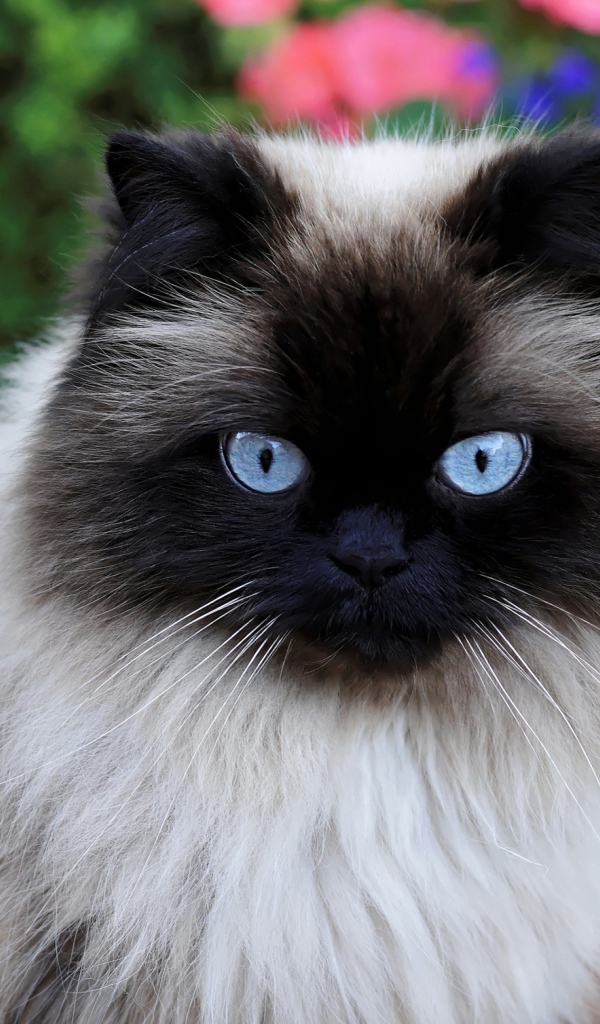 Красивая породистая сиамская кошка с голубыми глазами