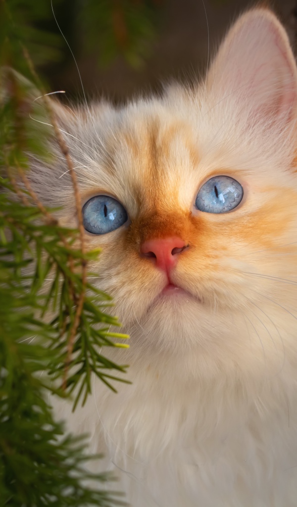 Красивый породистый голубоглазый рыжий кот в зеленых ветках ели