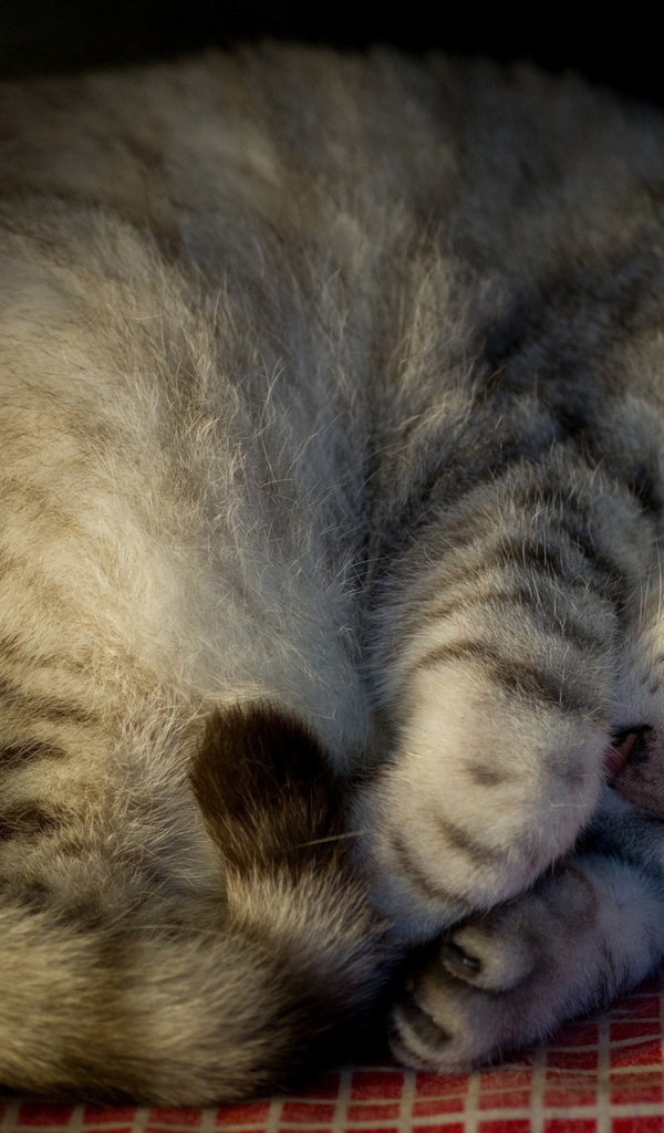 Красивый породистый серый кот спит на покрывале