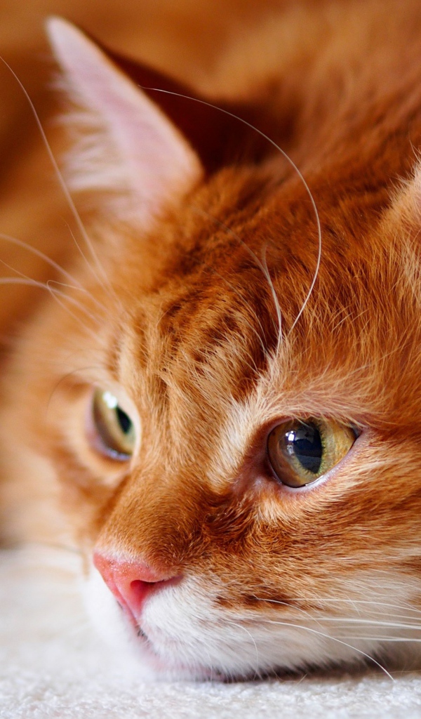 Красивый рыжий кот лежит на кровати