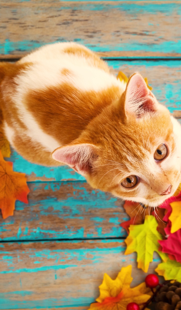 Красивый рыжий кот на столе с опавшими листьями