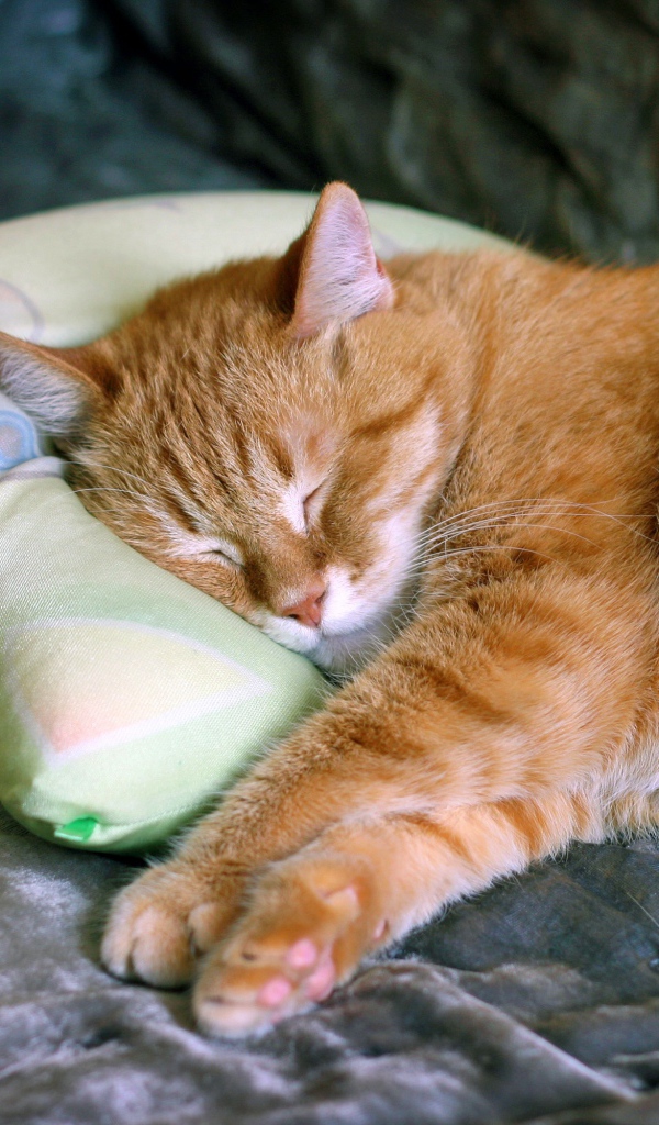 Красивый рыжий кот спит на подушке