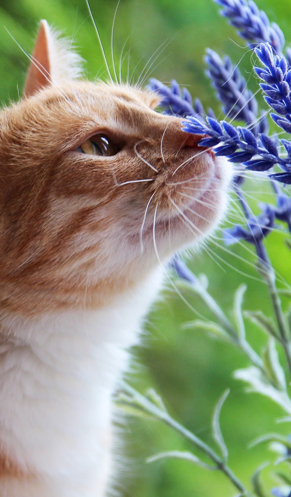 Красивый рыжий кот нюхает синие цветы