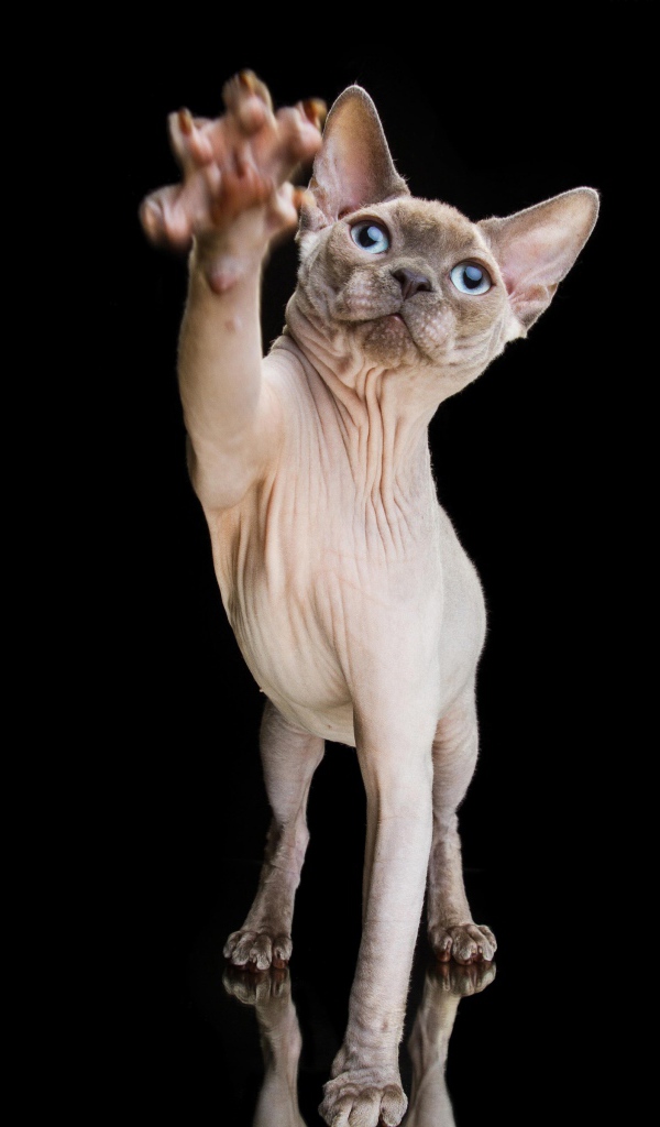 Красивый кот породы Сфинкс тянет лапу на черном фоне