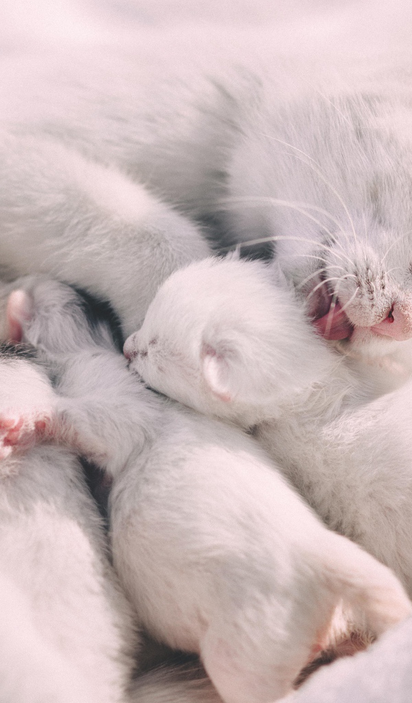 Красивая белая кошка с маленькими котятами