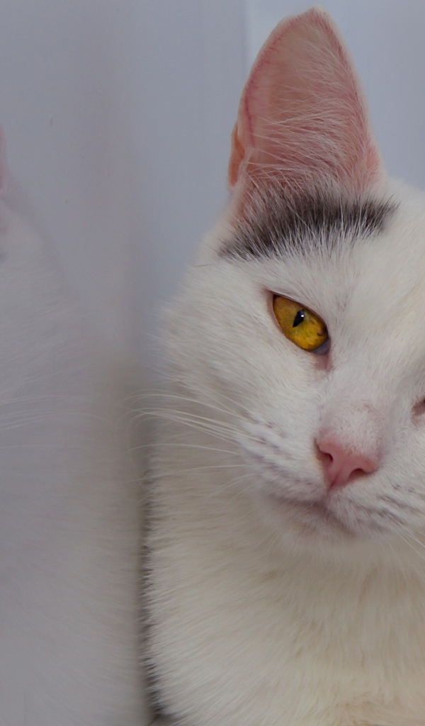Красивый белый кот с желтыми глазами отражается в стене 