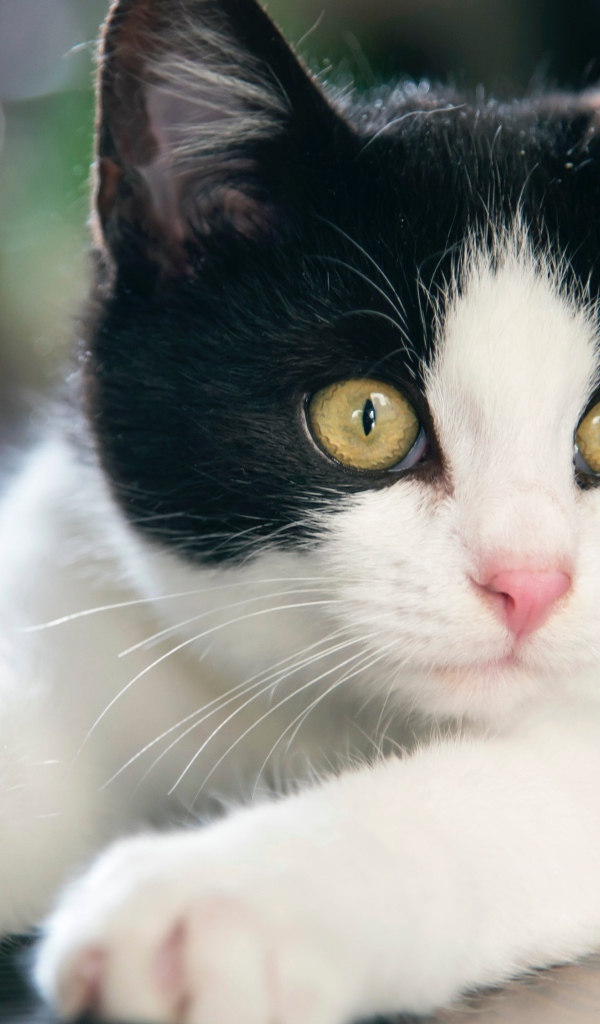 Красивый белый с черным котенок с желтыми глазами