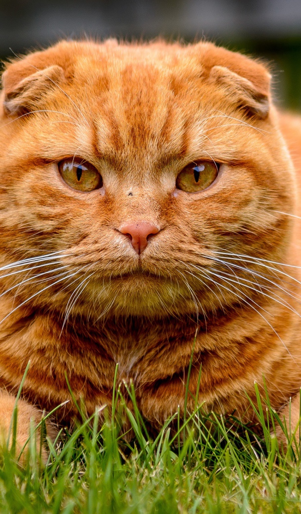 Большой красивый рыжий кот лежит на зеленой траве