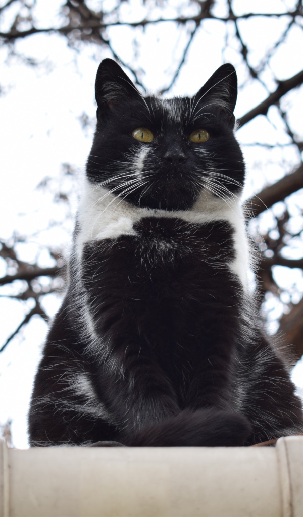 Большой черно-белый кот сидит на заборе 