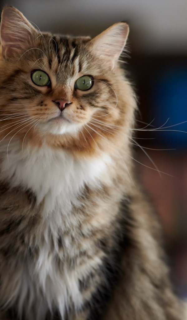 Большой пушистый кот с зелеными глазами 