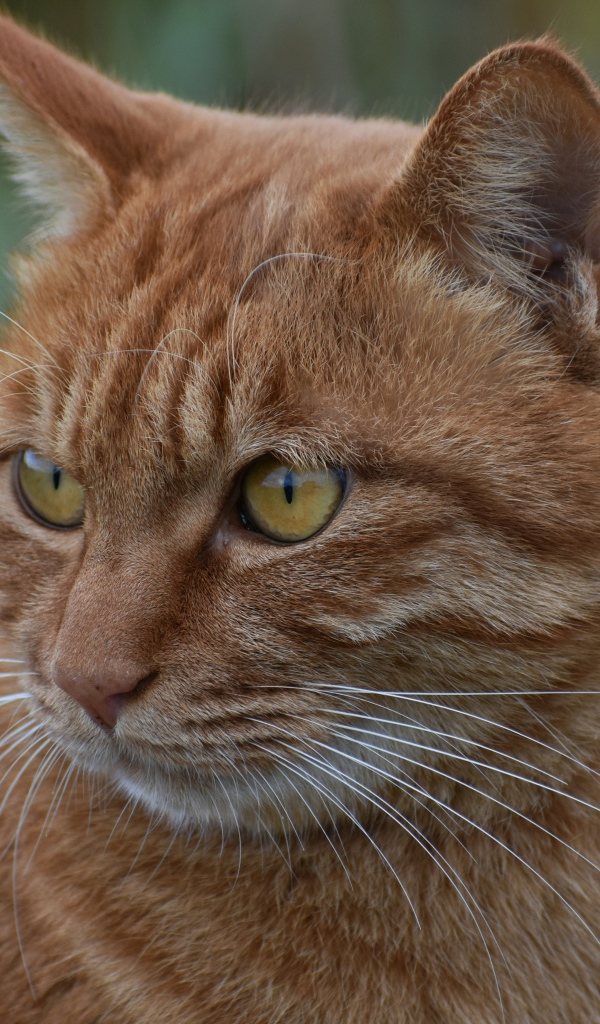 Большой рыжий кот с желтыми глазами смотрит 