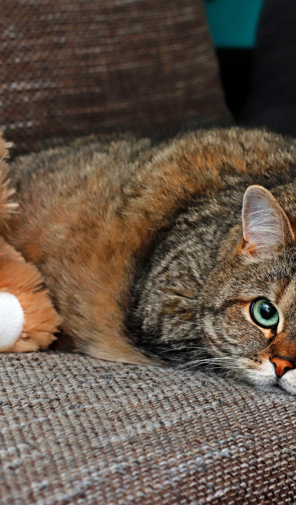 Большой серый кот лежит на диване с игрушкой