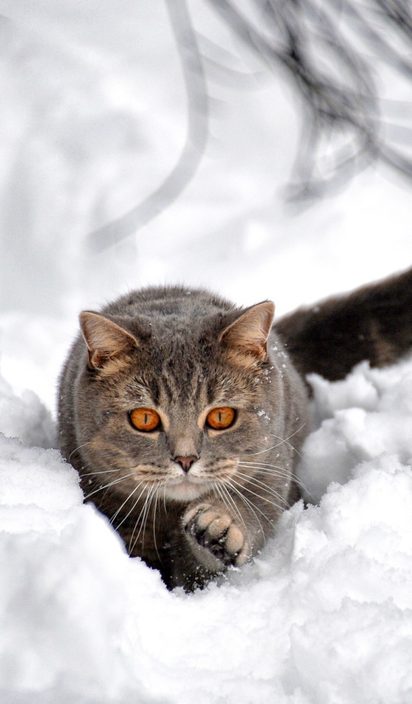 Большой серый кот пробирается по снегу
