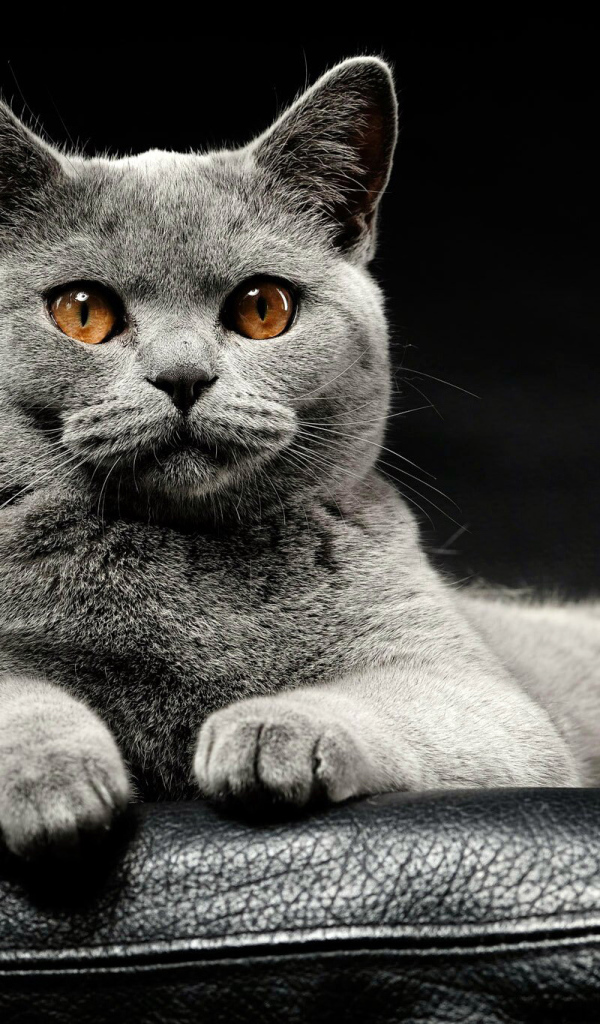 Большой серый породистый кот лежит на кожаном диване