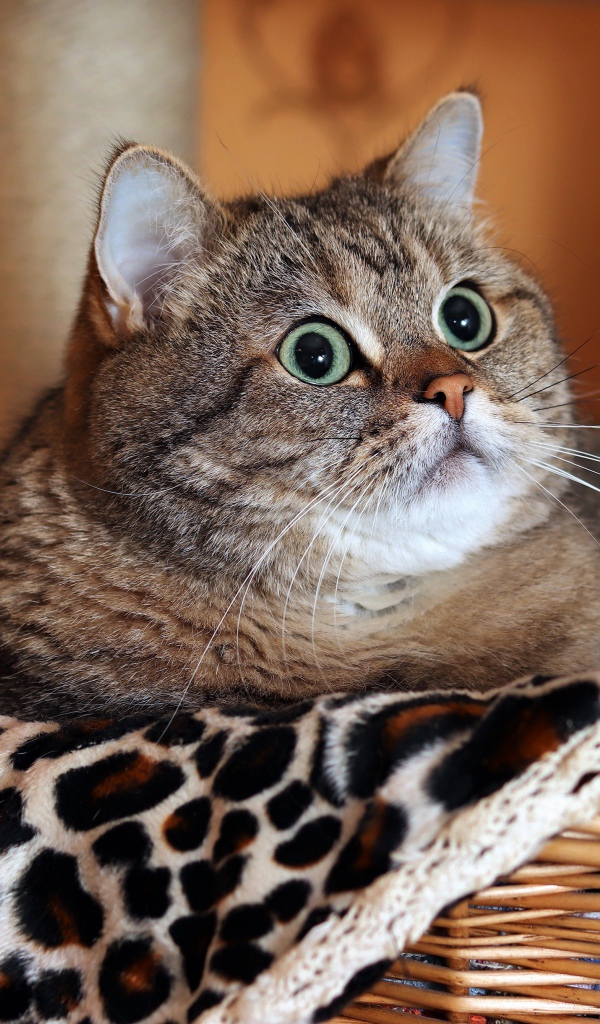 Большой породистый серый кот лежит в корзине