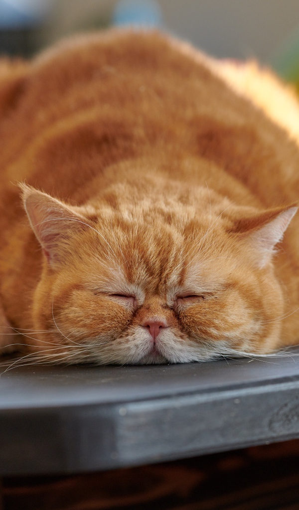 Большой породистый рыжий кот лежит на столе