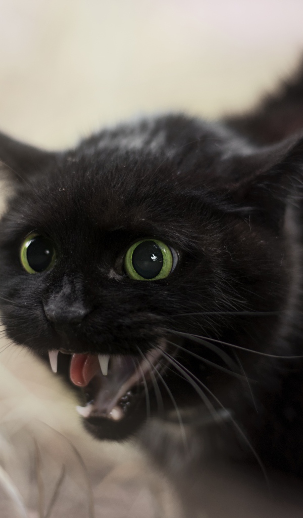 Черный агрессивный кот с острыми клыками 