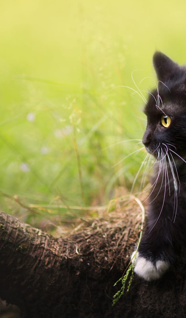 Черный котенок смотрит на бабочку на дереве 