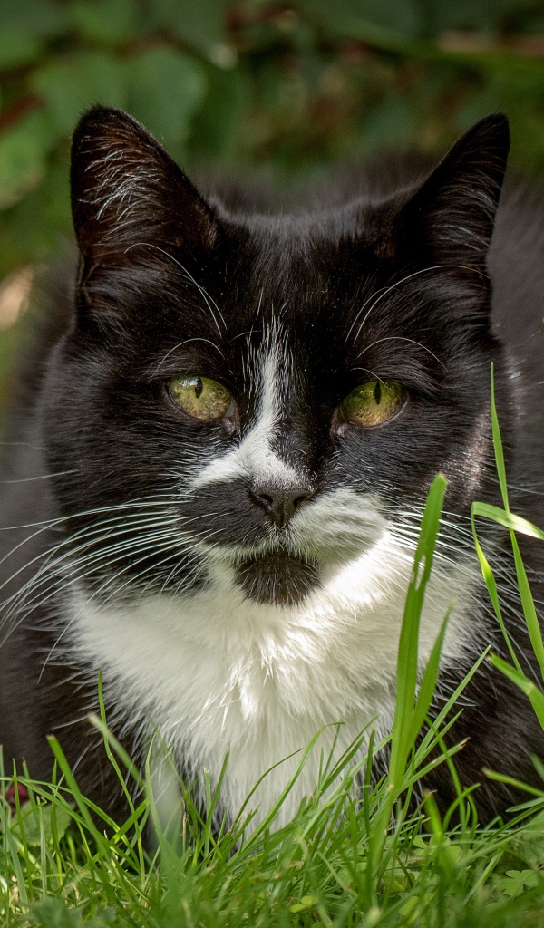 Черный с белым кот сидит в зеленой траве