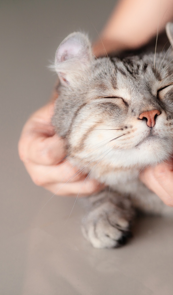 Хозяин гладит серого довольного кота