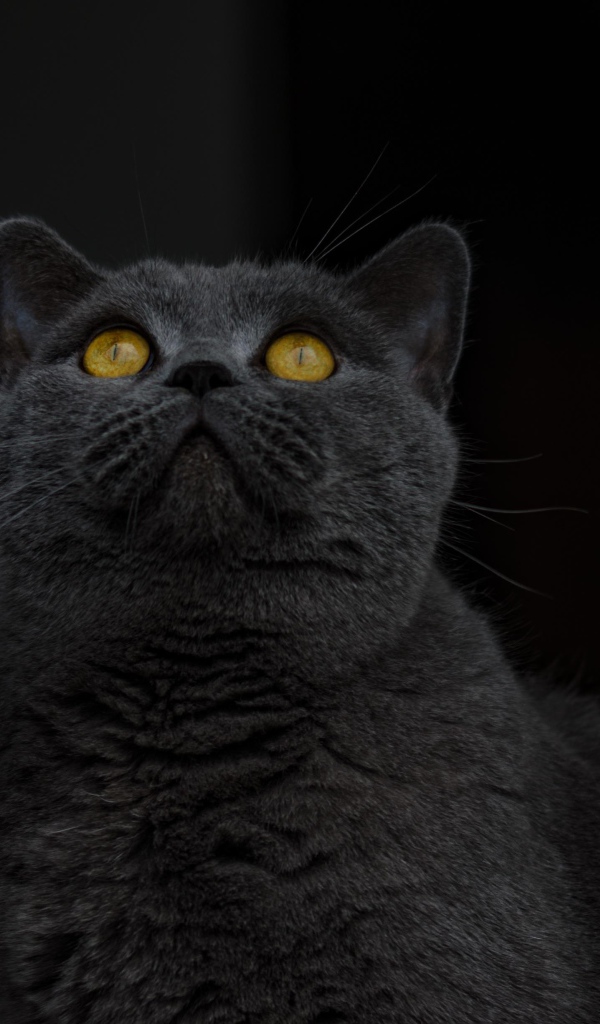 Британский кот с желтыми глазами смотрит вверх 